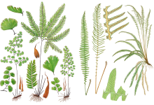 Botanical Watercolor Open Studio