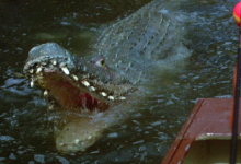‘Crawl’: Sad Turgid Swamp Gator Epic