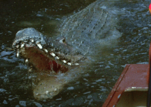 ‘Crawl’: Sad Turgid Swamp Gator Epic