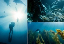 ‘Our Planet’: Beautiful Nature, Crucial Message