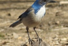 A Little Bird Told Me – Listening to nature is a great way to find your place