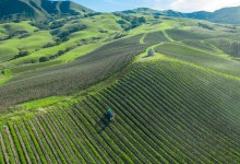 Pretty, Patience, and Pinot Noir Converge at Peake Ranch