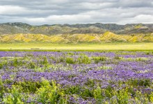 Carrizo Plain – A Sense of Place | Film Screening & Panel Discussion