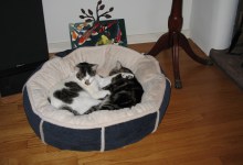 Cat Concerns