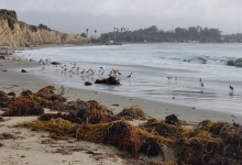 The Bane of Beach Biodiversity