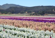 Field to Vase Dinner Tour Coming to Lompoc