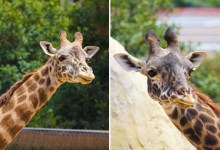 Two Endangered Giraffes at the Santa Barbara Zoo Are Preggers