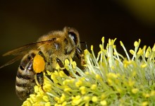 Buzz On, Honey Bees