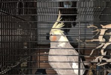 ‘Jail Bird’ Escapes into Sheriff’s Custody