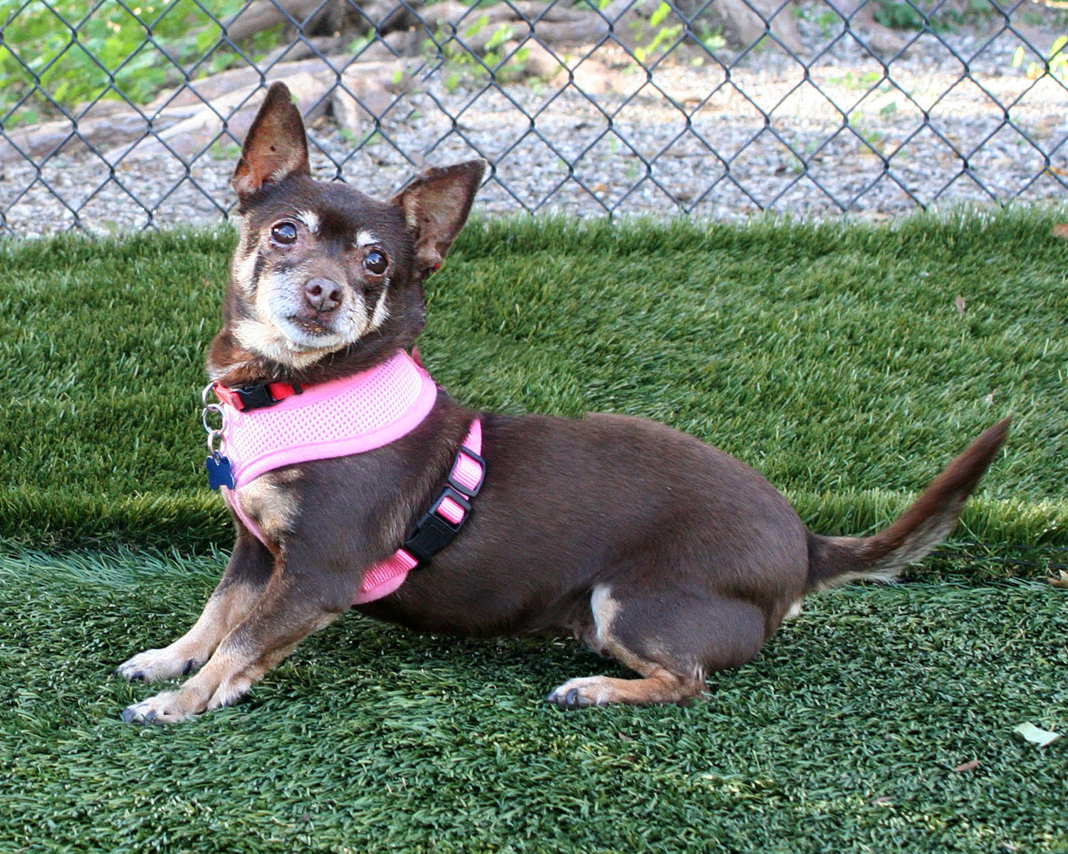 Cricket The Santa Barbara Independent