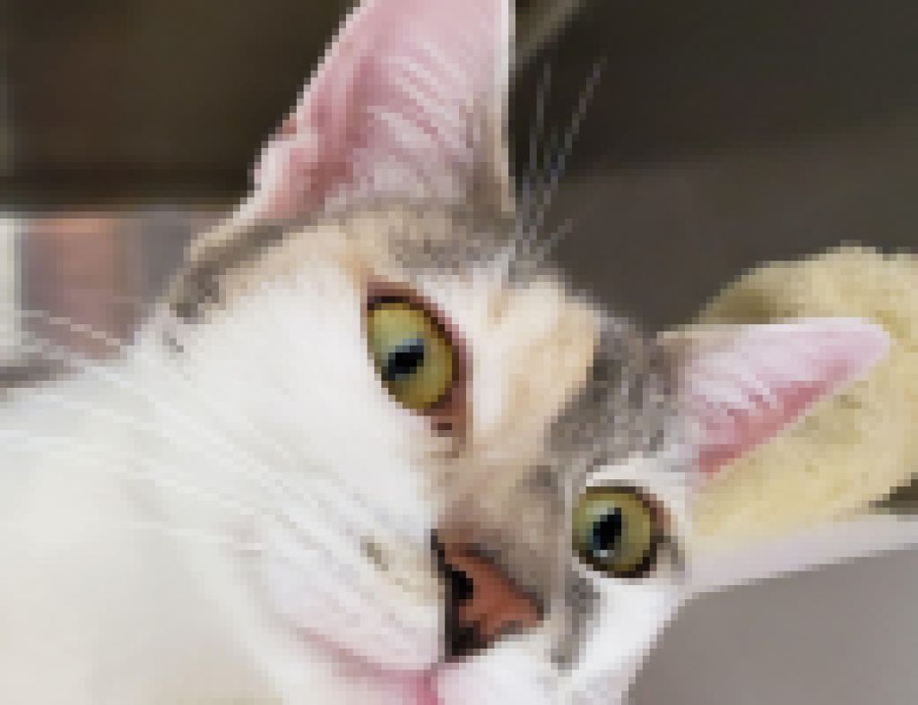 Picassa