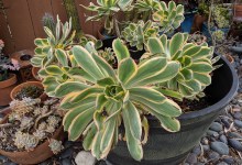 SB. Horticulture Society annual plant sale