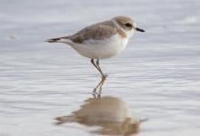 Protect Threatened Shorebirds! Upcoming Training for Snowy Plover Docents
