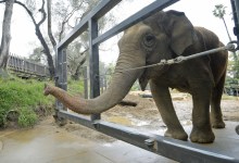 Little Mac, Santa Barbara Zoo’s Last Elephant, Now Receiving Hospice Care