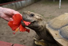 The Hope Ranch Tortoise Herd