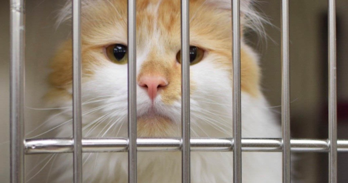 Kitten Season Means a Full Shelter The Santa Barbara Independent