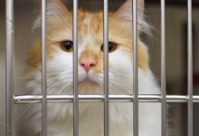 Kitten Season Means a Full Shelter