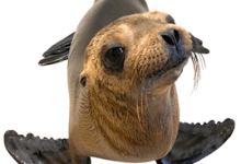 Fundraiser for Channel Islands Marine and Wildlife Institute (CIMWI)