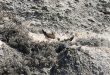 Brown Booby Born on Santa Barbara Island