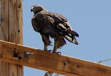 Harm from Strauss Wind Project Is Unnecessary