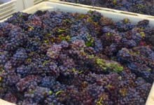 Margerum Harvest Lunch and Grape Stomping