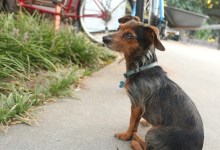 Dash’s Last Lesson