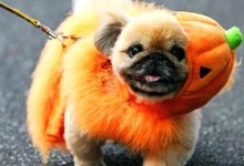 Howlin’ Good Time – Yappy Hour at The Set