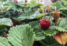 Native Edible Landscapes