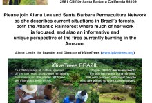 Solutions Activism – Brazil Grassroots Reforestation with Alana Lea of IGiveTrees/