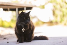 Meet Big Boy, UCSB’s Campus Cat