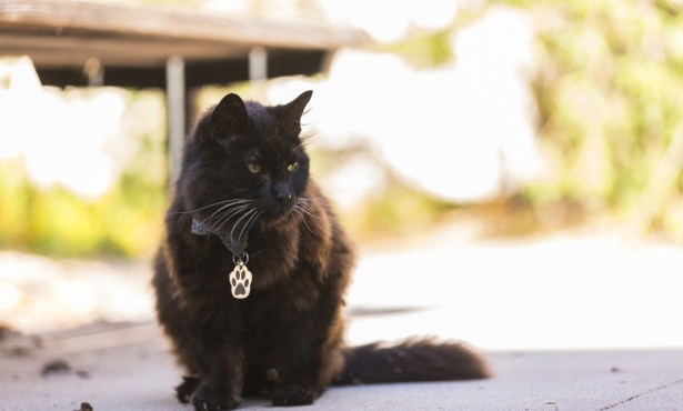 Meet Big Boy, UCSB’s Campus Cat