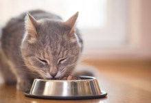 Can Cats and Dogs Go Vegetarian?