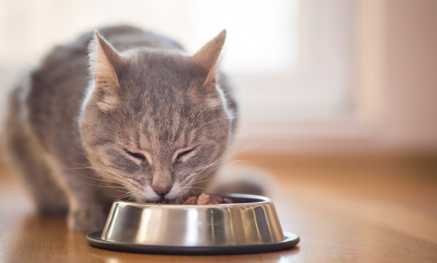 Can Cats and Dogs Go Vegetarian?