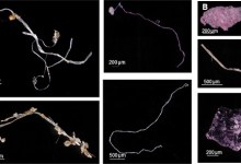 Plastics Explosion Chokes Santa Barbara Channel