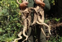 Moringa: Beautful Bountiful Apothecary Plant