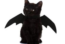 Meow-lloween Party at Cat Therapy!