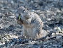 How to Make Acorns Edible