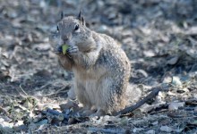 How to Make Acorns Edible