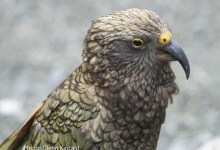 Program: New Zealand Bird Conservation