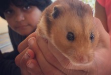 Humphrey the Hamster Sparks Kids’ Love of Reading