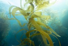 More Seaweed to Tackle Climate Change and Feed the World