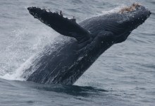Weigh In on Channel Islands National Marine Sanctuary Management Plan