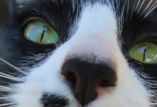 Meet Juno, the Klepto Kitty