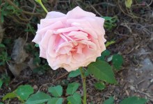 “Vintage Roses!” with Gregg Lowery