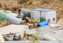 Riley the Rescue Dog Retires