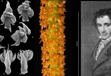 Science Pub: Species Names Up Close & Personal