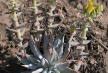 Dudleya: Conservation through Cultivation