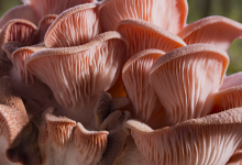 Fantastic Fungi Released Online Thursday