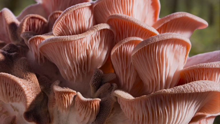 ‘Fantastic Fungi’ Explores the Magic of Mushrooms - The Santa Barbara