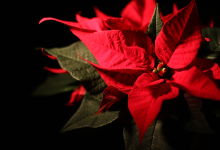 UCSB Opera: Lucinda y las Flores de la Nochebuena